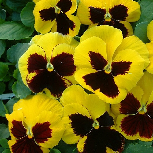 Pansy F1 Yellow Blotch Color Flower Seeds