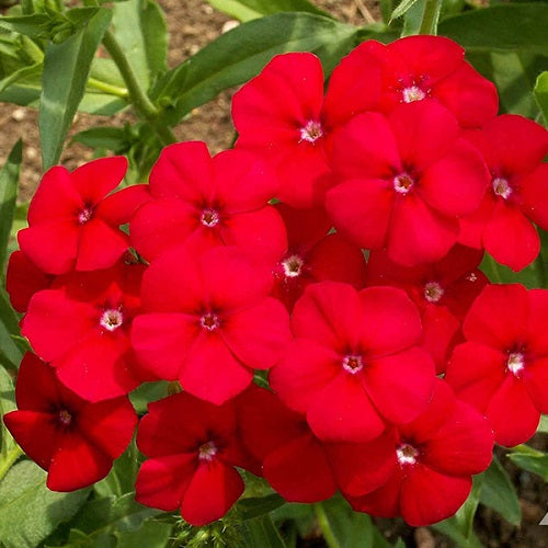 Phlox Beauty Red Color Flower Seeds