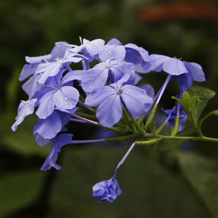 Plumbago Auriculata - Flowering Plants