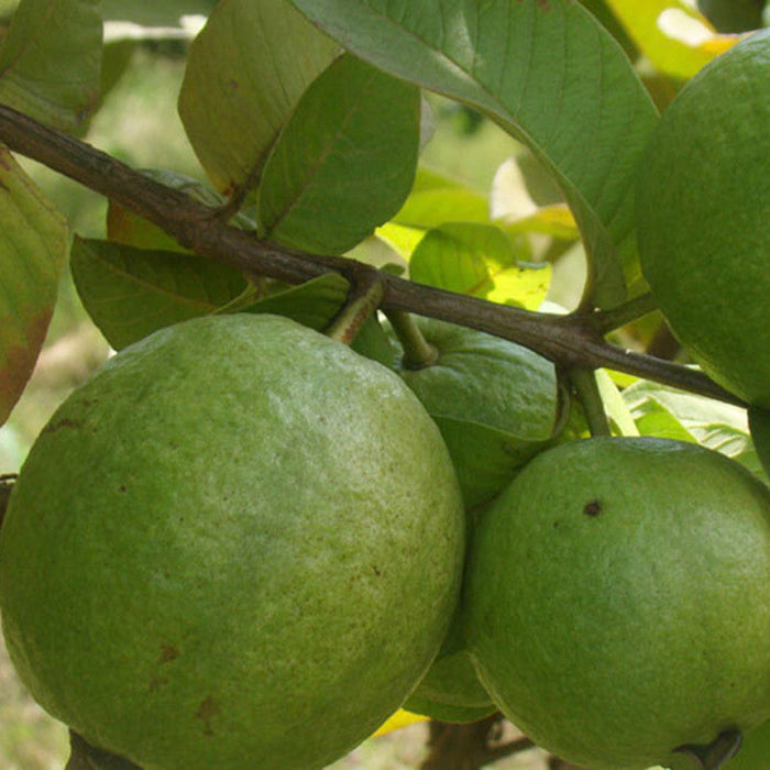 Guava Kg Guava - Fruit Plants & Tree | 1kg Guava|