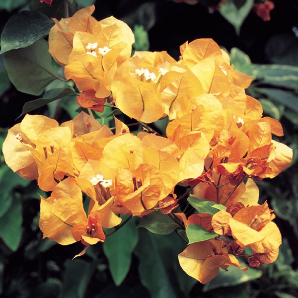 Bougainvillea light orange - Flowering shrubs