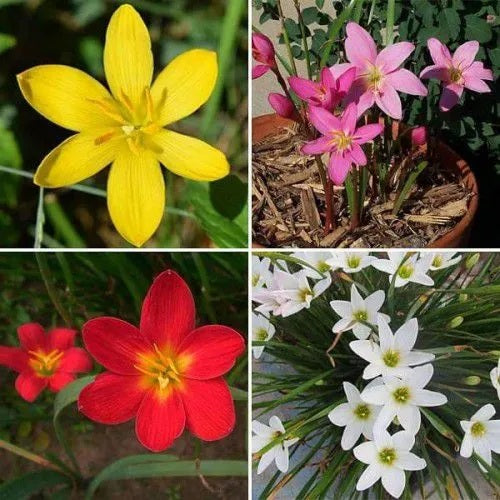 Rain Lily Bulb Zephyranthes Mix Color Flower Bulbs (Pack of 05 Bulbs)