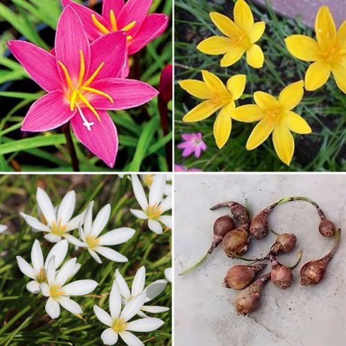 Rain Lily Bulb Zephyranthes Flower Bulb Mix Colour (Set of 8)