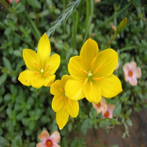 Yellow Rain Lily (Set of 100 Bulbs) Zephyranthes Yellow Color Flower Bulbs