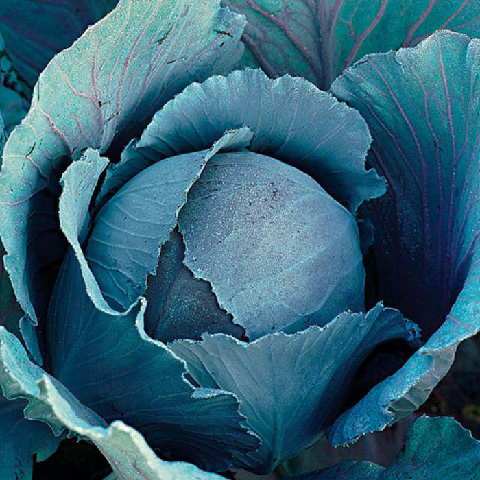 Red cabbage Hybrid F1-Vegetable Seeds