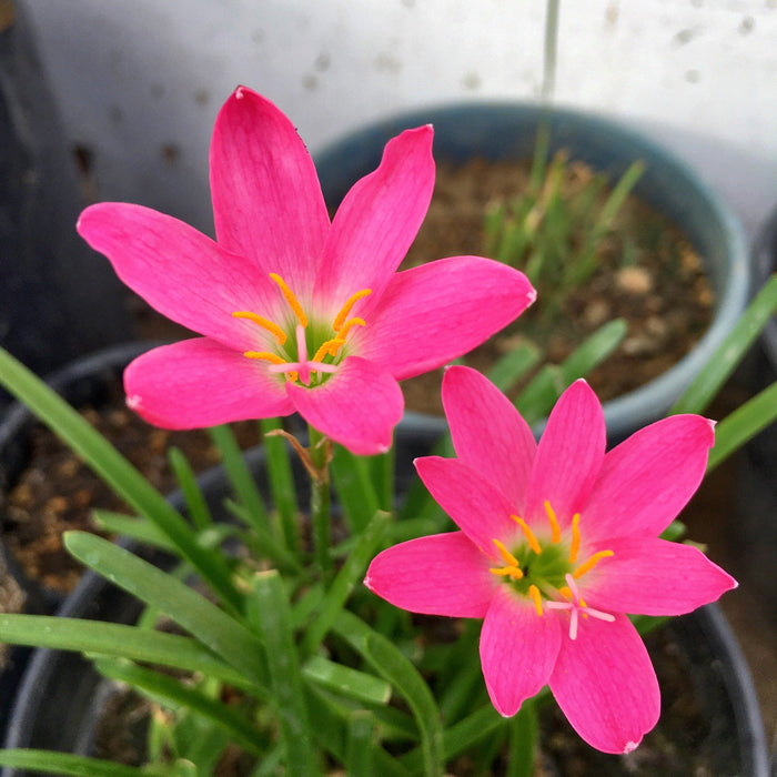 Rose Pink Rain Lily (01 Bulb) Zephyranthes Flower Bulbs