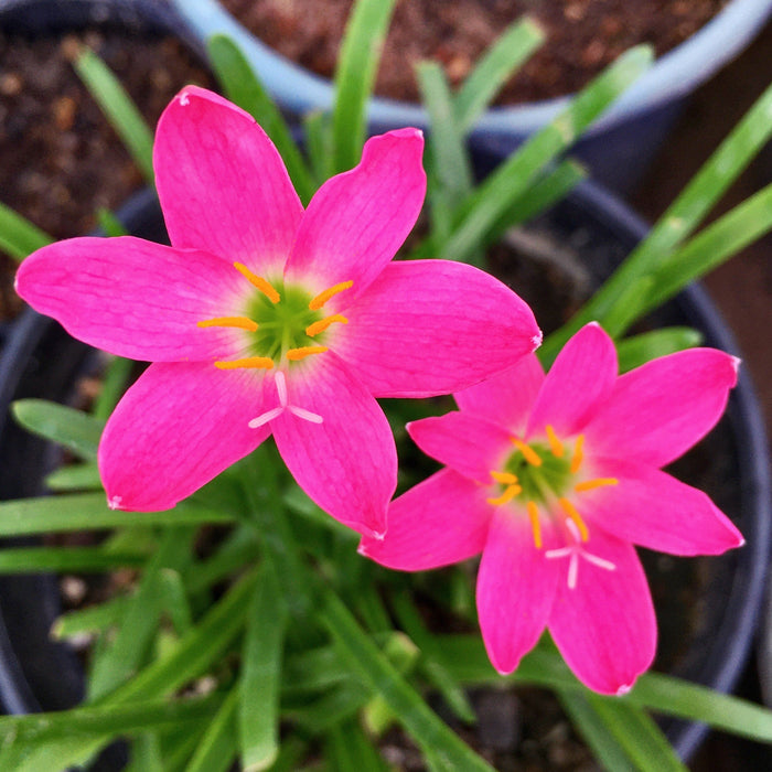 Rose Pink Zephyranthes Rain Lily Bulbs (Set of 5 Bulbs)