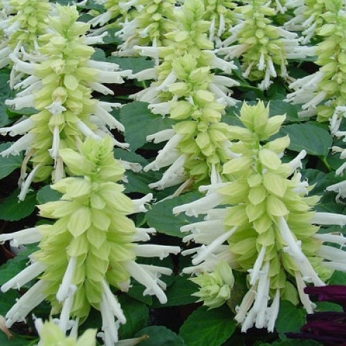 Salvia Sizzler White Color Flower Seeds