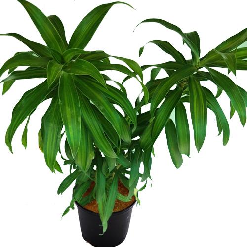 Song of India Green - Indoor/Ornamental Plants