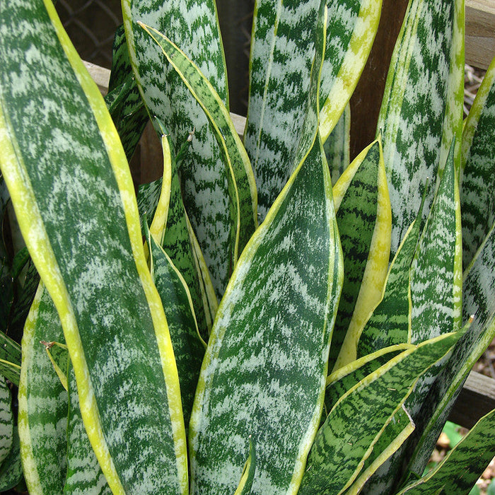 Mother in Law's Tongue/Snake Plant - Indoor Plants