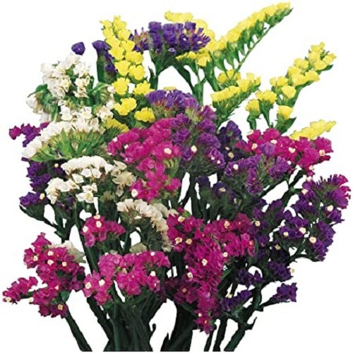 Statice Pacific Mixed Color Flower Seeds
