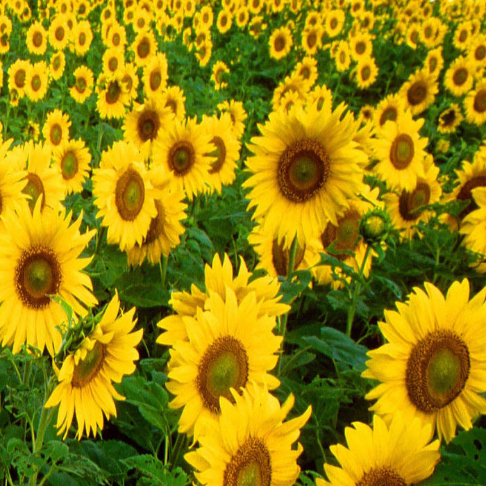 SunFlower -Flower Seeds