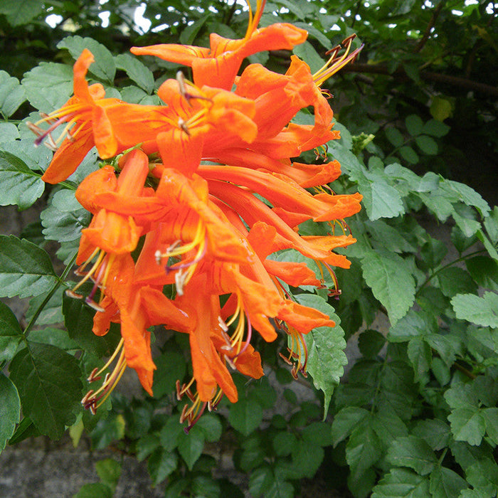 Tecoma Capensis/Orange Trumpet - Flowering Shrubs
