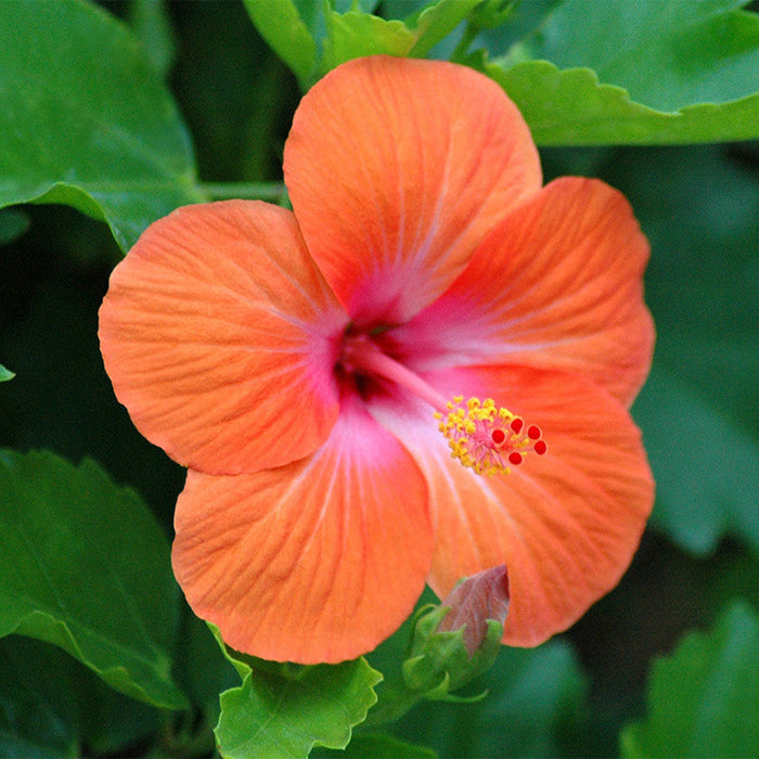 Hibiscus Orange/Goldspot  - Flowering Plants