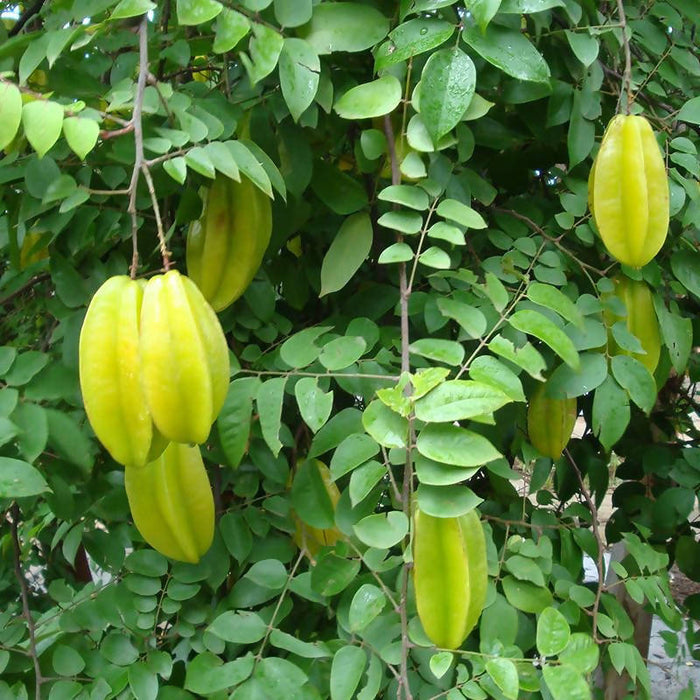 Star Fruit (Grafted)- Fruit Plants & Tree