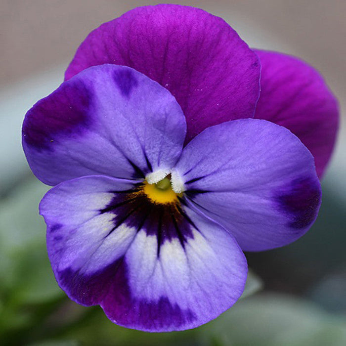 Viola-Flower Seeds