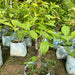 multi colored bougainvillea plant for sale