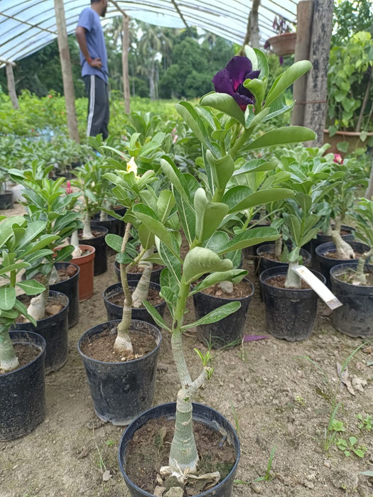 Adenium Plant Yellow