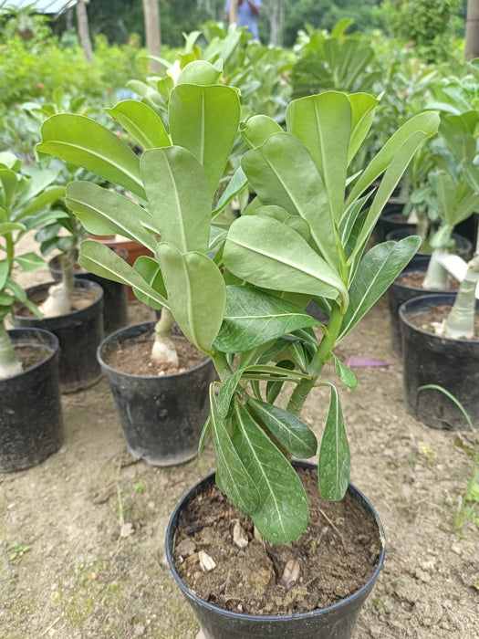 Adenium White Plant (Grafted)