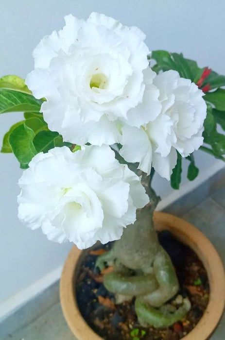 Adenium Plant  White