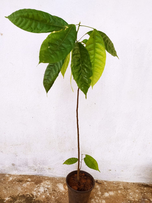 Cocoa/Cacao Fruit - Fruit Plants & Plantation crops