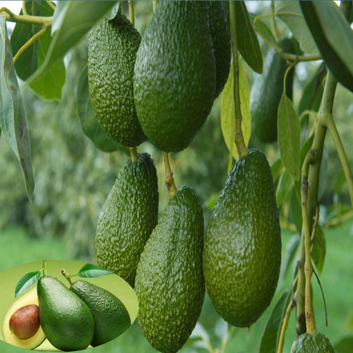 Avocado (Grafted)  - Fruit Plants & Tree