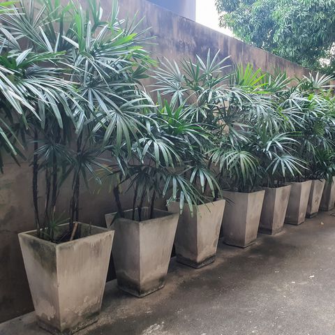 Rhapis/Lady  Palm - Palms