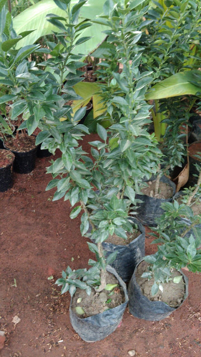 Mini Mosambi - Fruit Plants