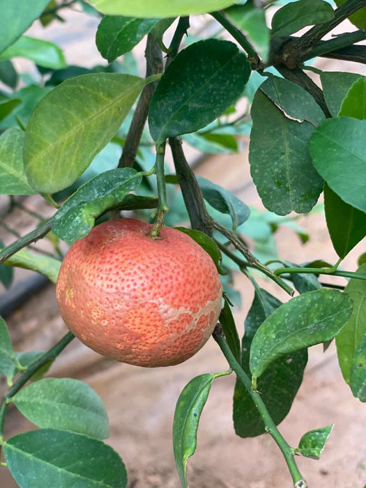 Red Lemon - Fruit Plants