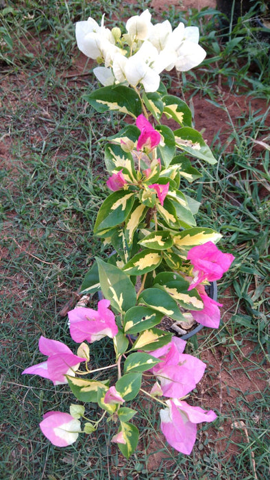 Bougainvillea thimma - Flowering Plants
