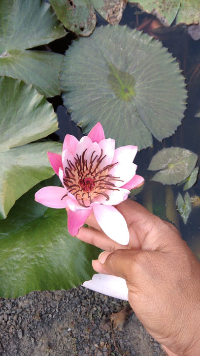 Water Lily Light Pink - Aquatic Plants