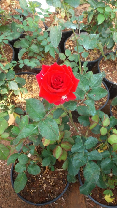 Button Rose Orange - Flowering Plants