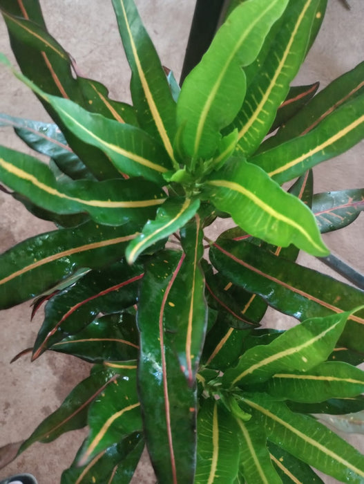 Codiaeum variegatum/Croton - Indoor/Outdoor Ornamental Plants