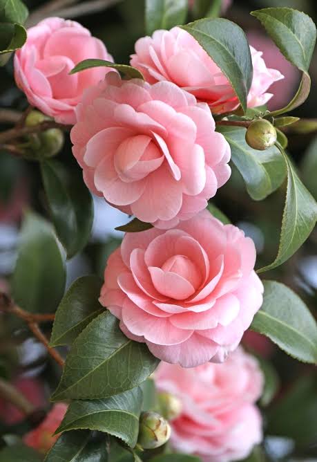 Camellia flower plant