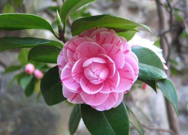 Camellia flower plant