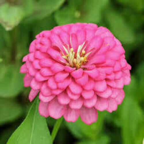 Zinnia Double Pink Color Flower Hybrid Seeds
