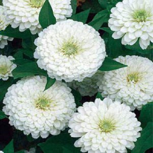 Zinnia Double White Color | Flower Seeds