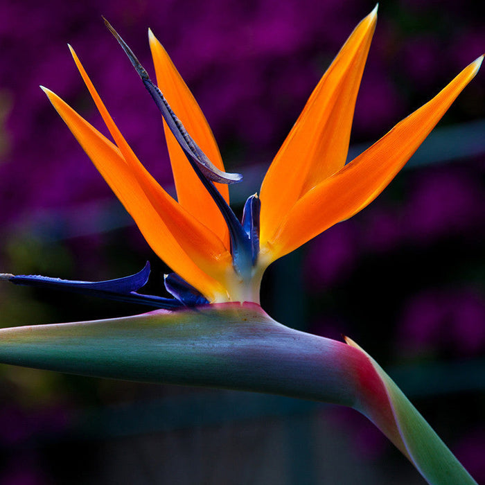 Bird Of Paradise - Flowering Shrubs