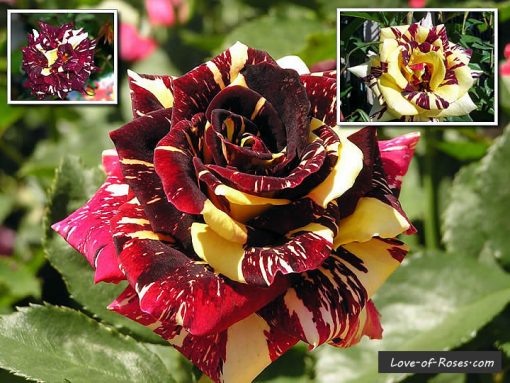 Abracadabra Rose Plant |Abracadabra rose plant for sale| Hocus Pocus Rose|