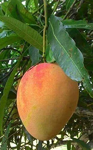 Mango Alphonso(Grafted) - Fruit Plants & Tree