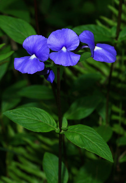 Amazon Blue / Otacanthus caeruleus - Flowering Plant