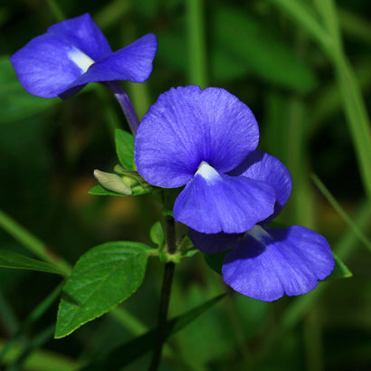 Amazon Blue / Otacanthus caeruleus - Flowering Plant