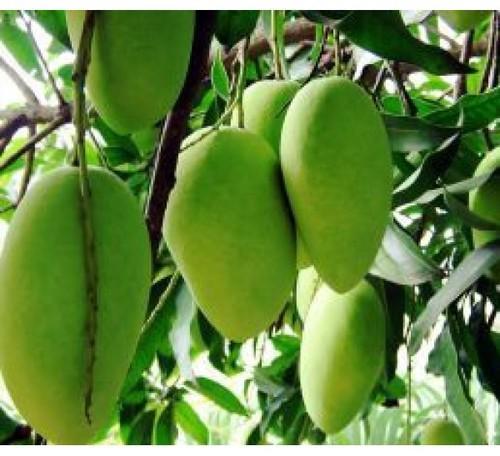 Amrapali mango plant