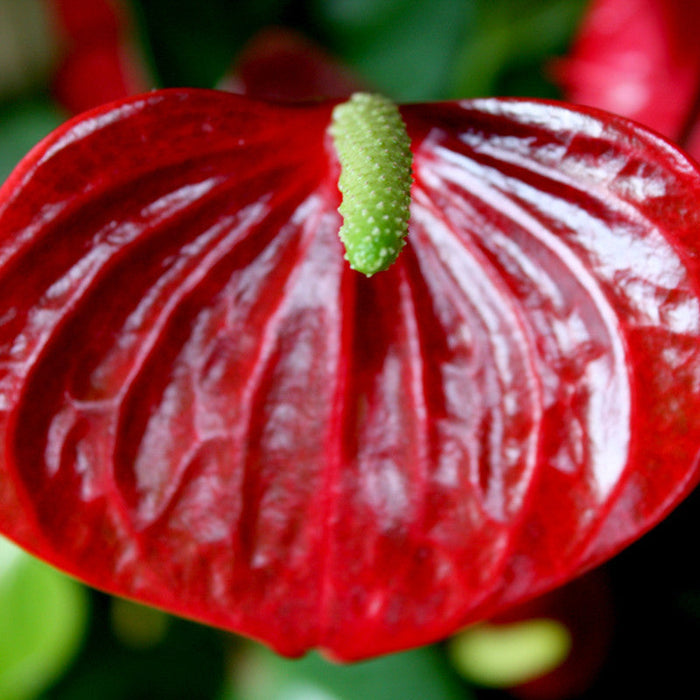 Anthurium Andreanum Red - Gift Plants