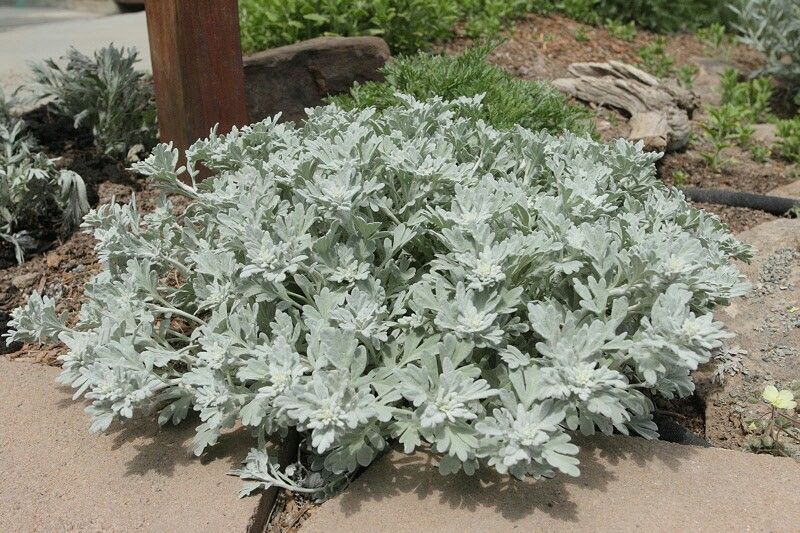 Artemisia stelleriana - Silver Brocade