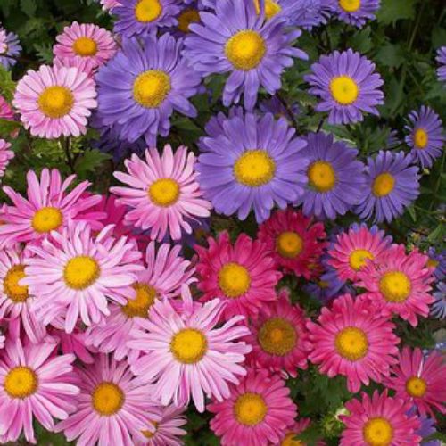 Aster Princess Mixed Color | Flower Seeds