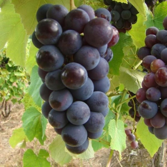 Black Grapes (Hybrid) - Fruit Plants & Tree