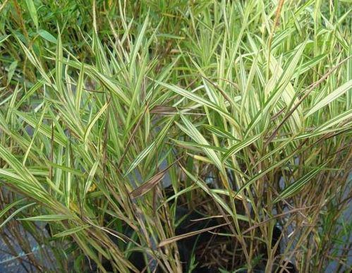 Bamboo grass Variegata - Ornamental Plants