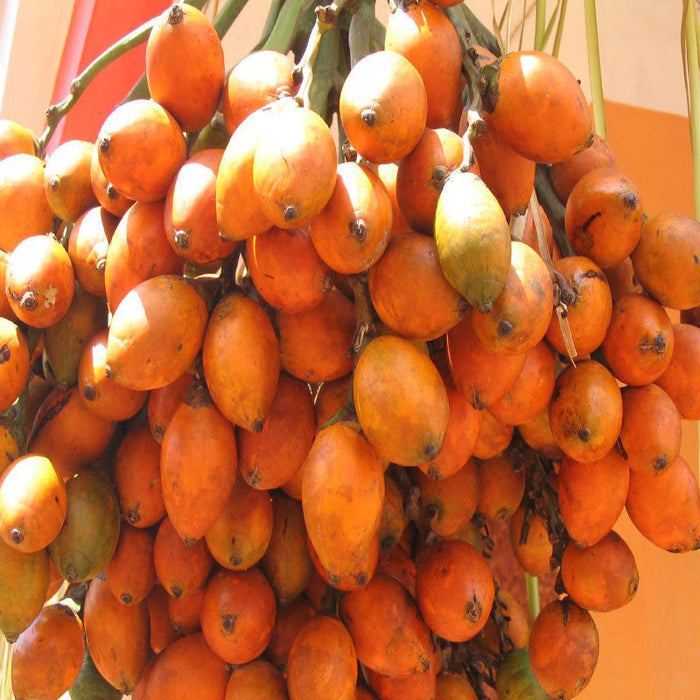 Betel Nut/Areca Nut - Fruit Plants & Tree
