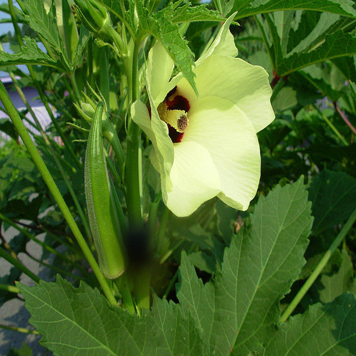 Bhendi / Okra-Vegetable Seeds